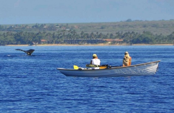 Whale Photographers (and their Jersey Skiff) made the Hawaii TV news!